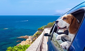 Hund in offenem Autofenster