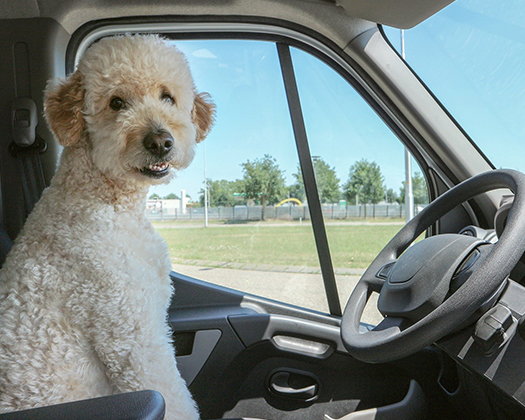 Hund Auto Innenansicht